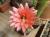 Trichocereus huascha 50 cm, cactus, pianta grassa