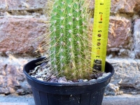 Trichocereus huascha 10 cm, cactus, succulent plant