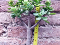 Crassula portulacea 30 cm, cactus, pianta grassa