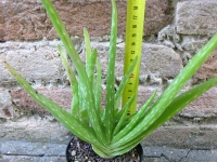 Aloe vera var. chinensis caespitosa 20 cm, cactus, pianta grassa