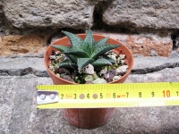 Haworthia venosa subsp. tessellata caespitosa 4 cm, cactus, plante grasse