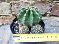 Echinopsis oxygona caespitosa hybrid. fiore fuxia 6 cm, cactus, pianta grassa
