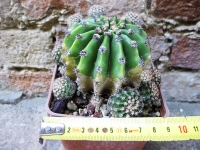 Echinopsis oxygona caespitosa hybrid. fuchsia flower 10 cm, cactus, succulent plant