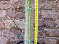 Trichocereus camarguensis 40cm, cactus, plante succulente