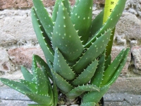 Aloe mitriformis caespitosa 15 cm, cactus, pianta grassa