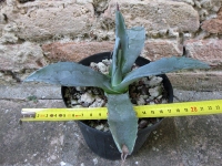 Agave americana var. Amerikaanse 20 cm, cactus, winterharde vetplant, resistent tot -5 ° C