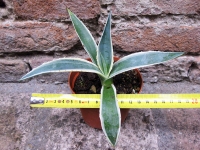 Agave americana var. marginata 20 cm, cactus, plante succulente dure hiver, résistante jusqu'à 0 C