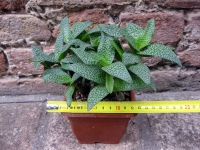 Scilla violacea 20 cm, cactus, pianta grassa