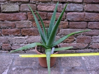 Aloe vera 50 cm, cactus, pianta grassa