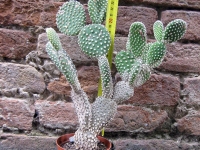 Opuntia microdasys var. albata 25 cm, cactus, pianta grassa