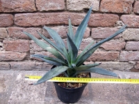 Agave macroacantha 40 cm, cactus, pianta grassa