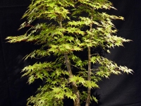 Palmier érable, Acer palmatum 100 cm, bonsaï japonais