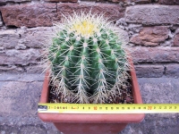 Echinocactus grusonii 20 cm, cactus, plante succulente
