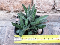 Gasteria pulchra caespitosa 8 cm, cactus, pianta grassa