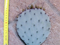 Opuntia violacea (n.1 pelle) 10-20 cm, cactus, plante grasse résistante à l'hiver, résistante jusqu'à -20 C