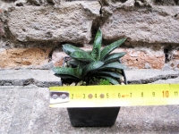 Gasteria pulchra caespitosa 6 cm, cactus, succulent plant