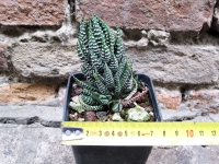 Haworthia reinwardtii caespitosa 6 cm, cactus, pianta grassa
