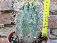 Trichocereus grandiflorus hybrid. spina lunga fiore bianco 15 cm, cactus, pianta grassa