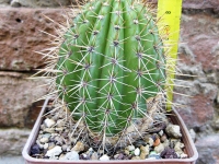 Trichocereus grandiflorus hybrid. spina corta fiore bianco 10 cm, cactus, pianta grassa