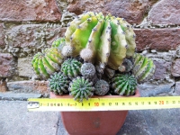 Hybride Echinopsis oxygona caespitosa. fleur fuchsia 20 cm, cactus, plante succulente